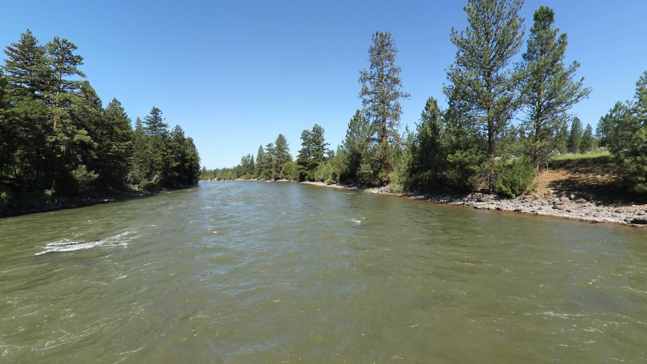 A clear green river running between pine-covered banks under a cloudless sky, 2022