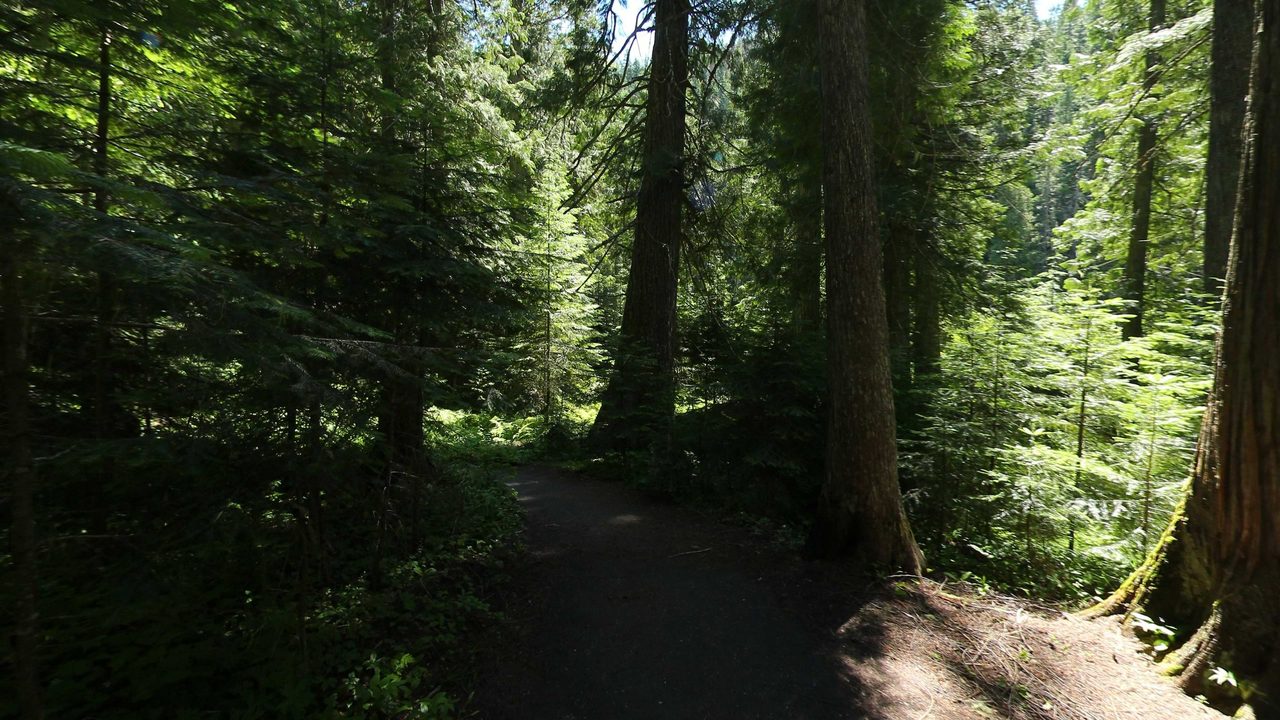 A shaded path winding through a grove of tall cedars and ferns, 2022