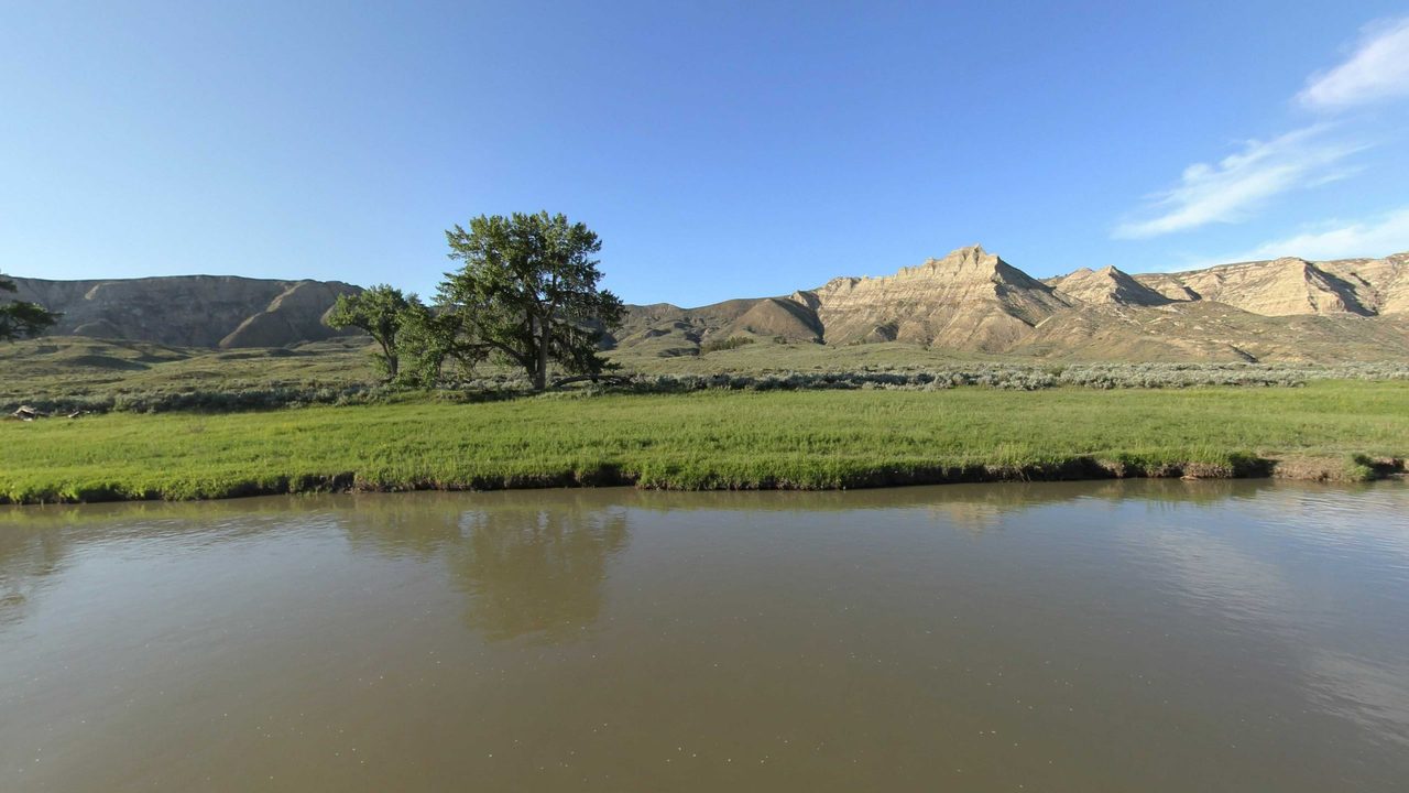 A lone tree on a green meadow below pale badland peaks beside the Missouri River, 2022