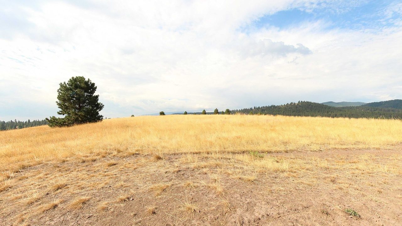 A lone pine in a meadow of tall golden grass, with forested hills beyond, 2022