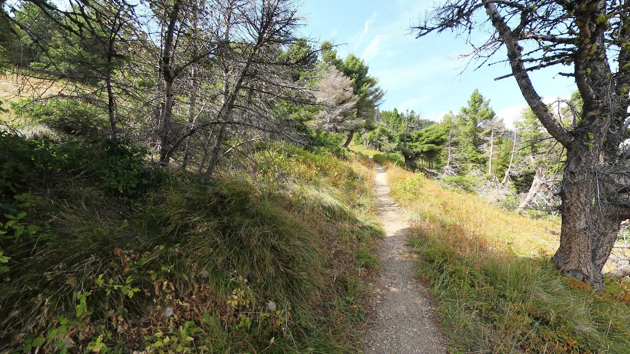 A narrow footpath climbing a grassy slope through windswept conifers, 2022