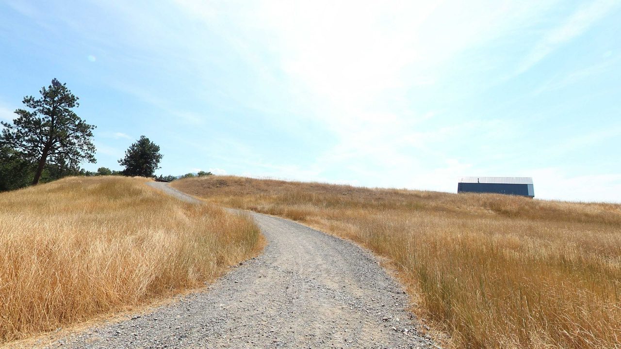 A gravel path winding up a hill of tall golden grass toward pines and a dark shed, 2022