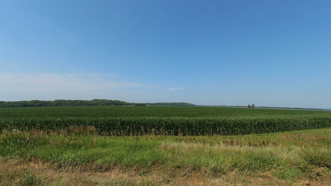 A broad green crop field stretching to a wooded ridge under a clear blue sky, 2023