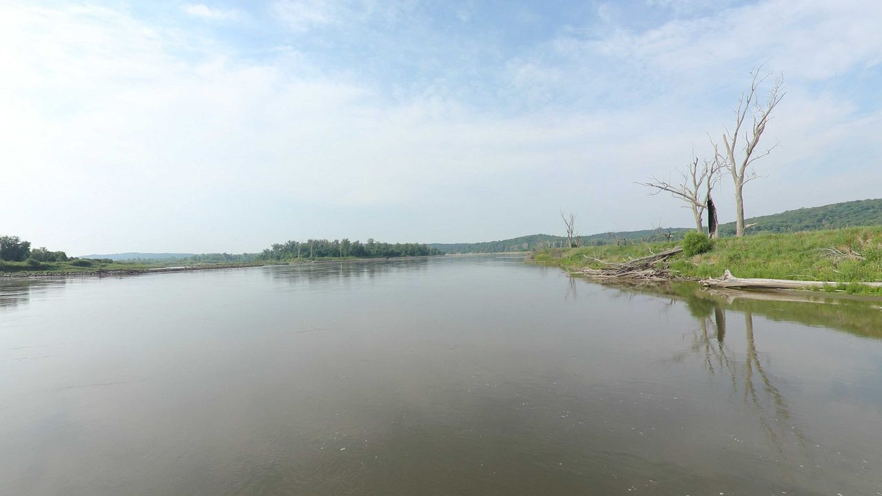 The calm Missouri River with a bare dead tree on the grassy right bank, 2023