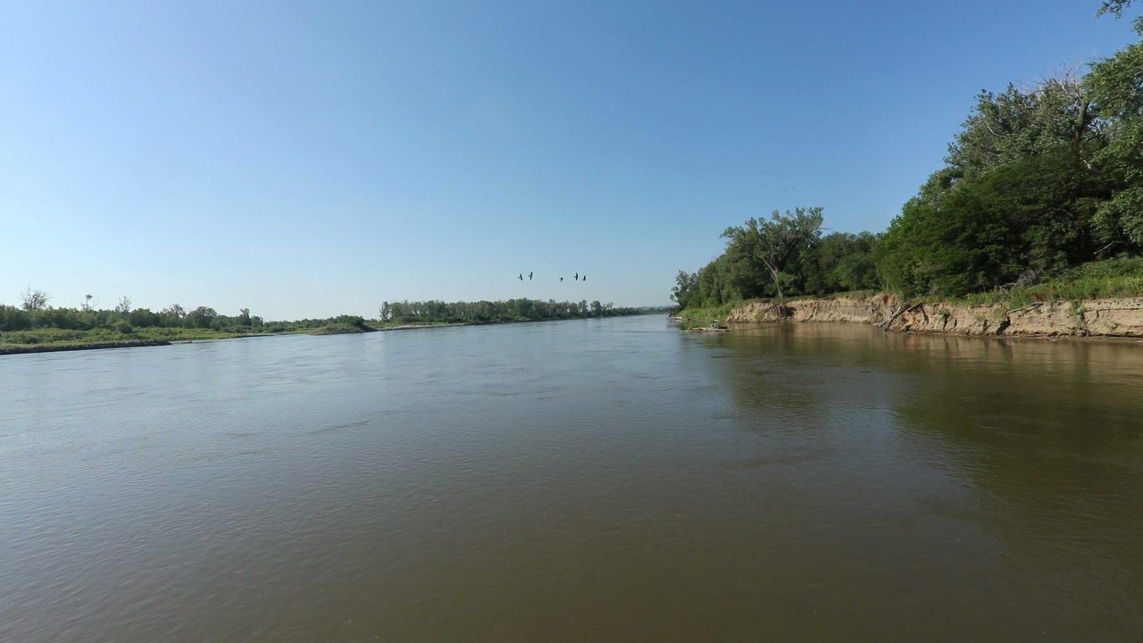 The Missouri River beside a cut sandy bank with trees, and birds flying low over the water, 2023