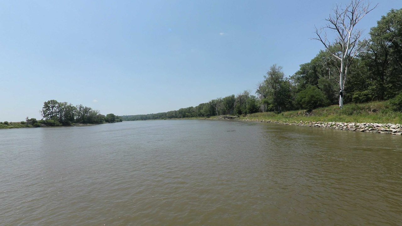 The Missouri River with a tall, bare white tree on the wooded right bank, 2023