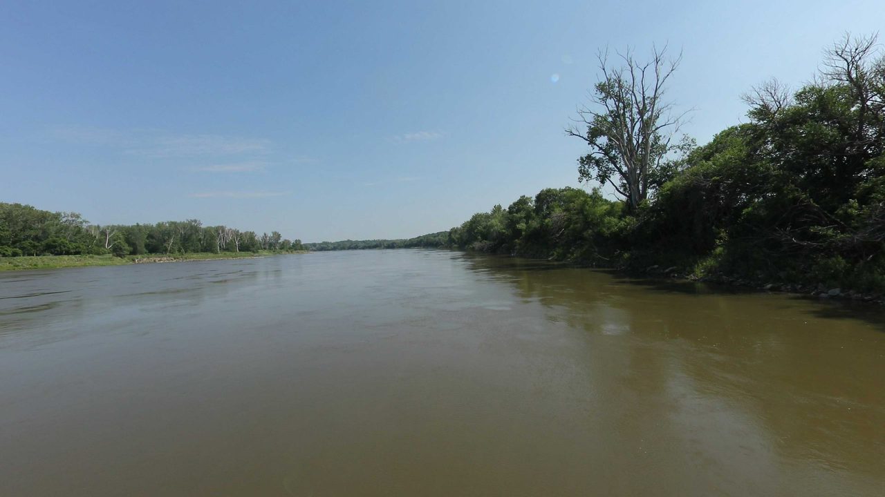 The Missouri River below a leafy bank with a tall dead tree on the right, 2023
