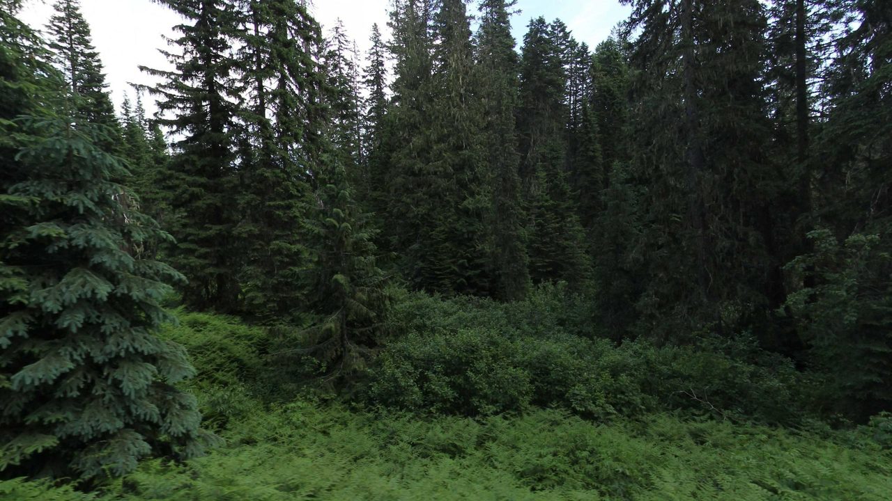 A dense forest of tall conifers above a bright green understory, 2023