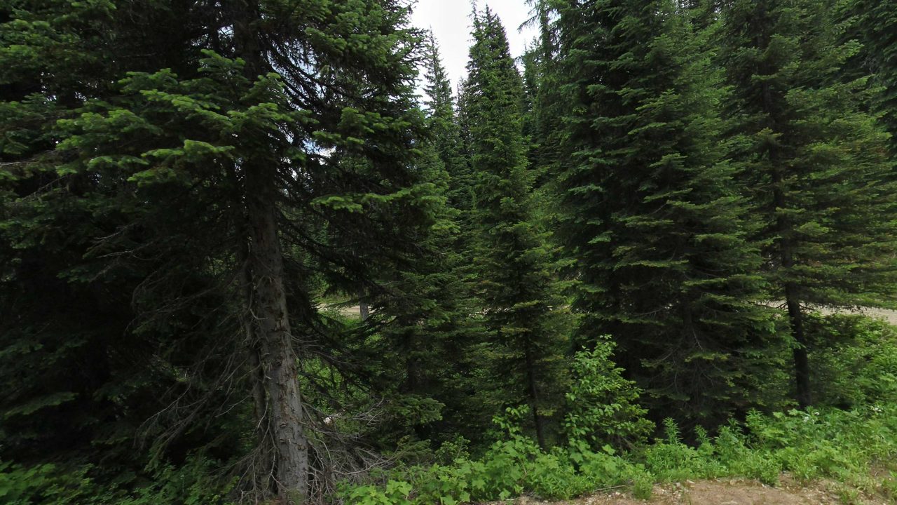 Tall firs and spruces at the edge of a forest, above leafy green undergrowth, 2023