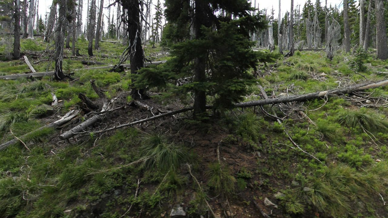 A burned forest of standing gray snags and fallen logs over green grass, with a young fir in the center, 2023