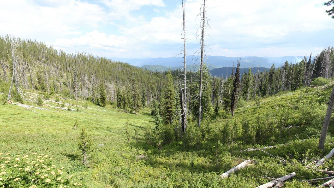 A green mountain slope strewn with fallen gray logs and firs, above a forested valley and distant ranges, 2023