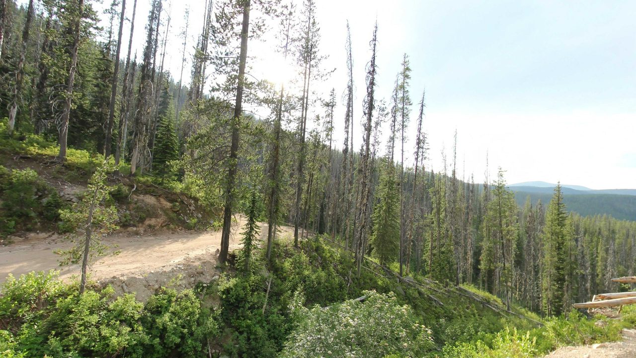 A forested mountainside of tall firs and burned snags above a dirt track, with distant ridges on the right, 2023
