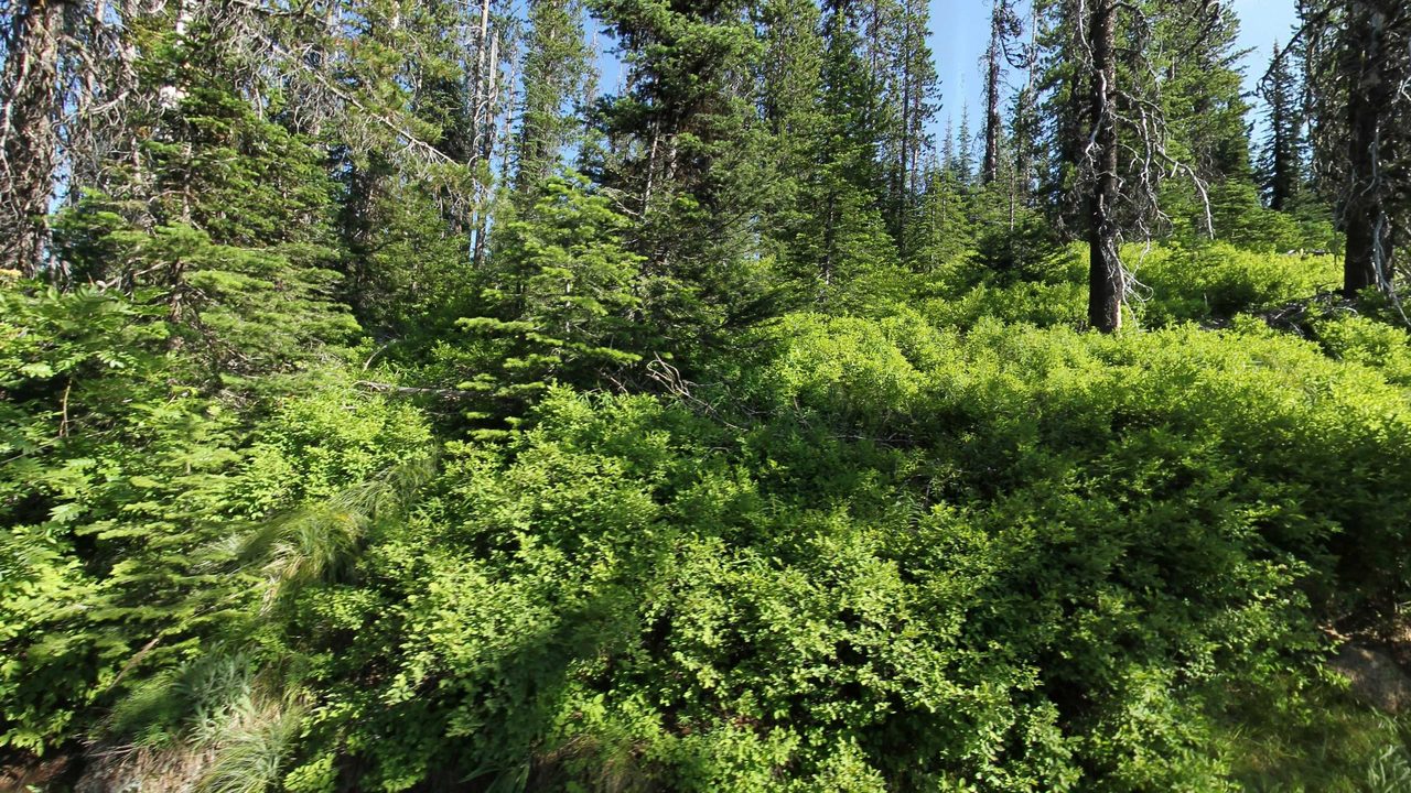 A slope of bright green shrubs below tall conifers and snags under a blue sky, 2023