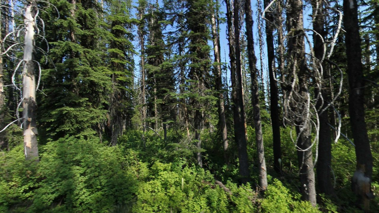 A sunlit forest of tall firs and a pale snag above bright green undergrowth, 2023