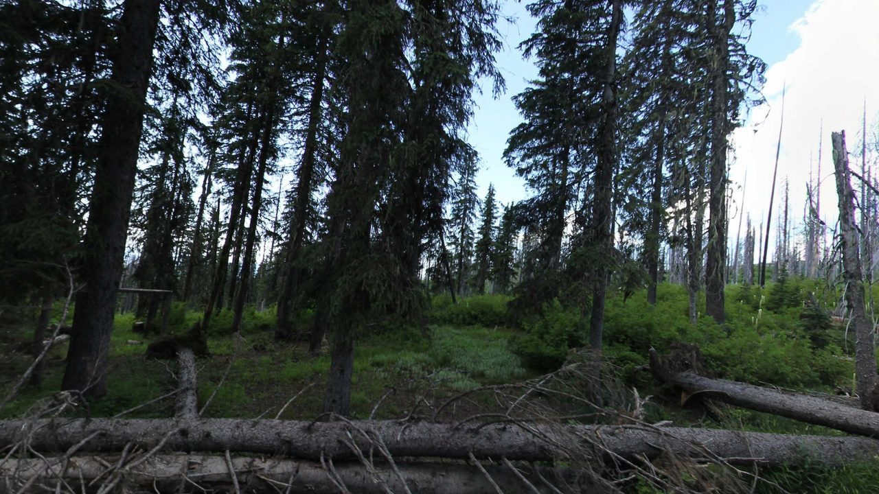 A burned forest of firs and gray snags, with beargrass blooming among young trees and fallen logs, 2023