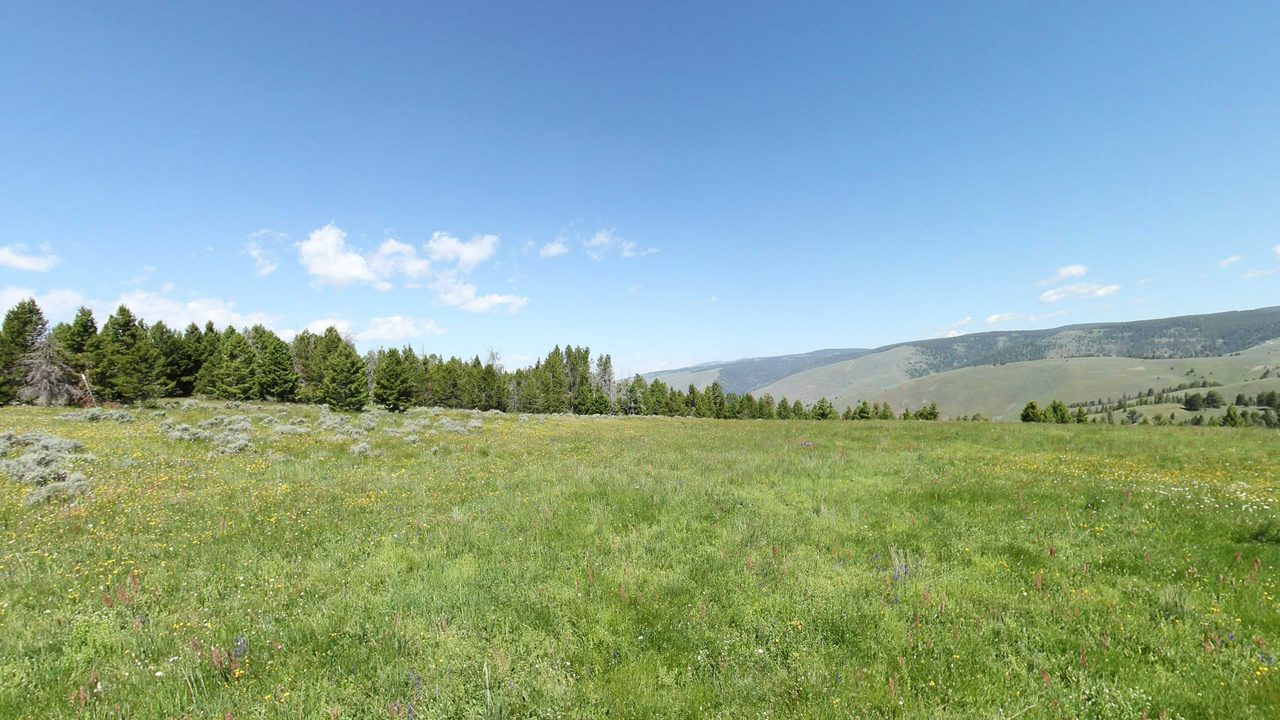 A green meadow of wildflowers edged with conifers below rolling, forested hills, 2023